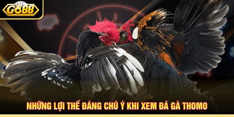 Những lợi thế đáng chú ý khi xem đá gà Thomo