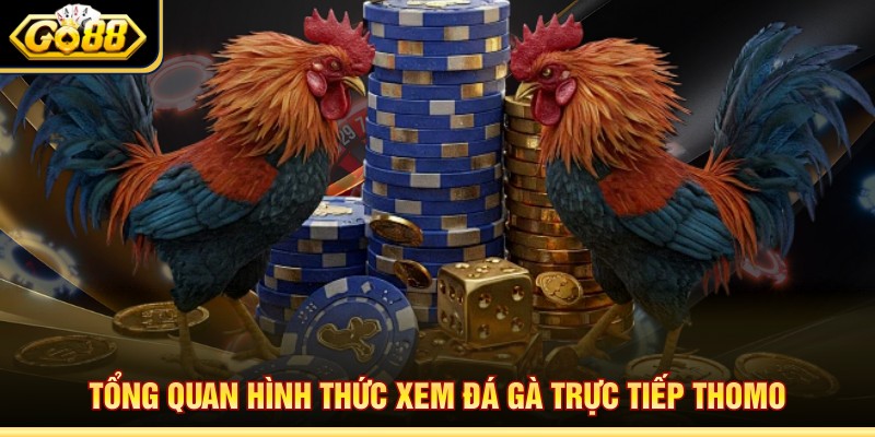 Tổng quan hình thức xem đá gà trực tiếp Thomo